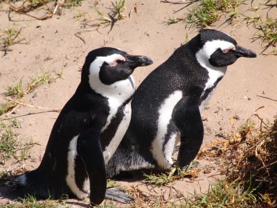 Two African Penguins standing with their sides to the camera